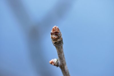 Ginkgo biloba - jinan dvoulaločný - zimní pupen